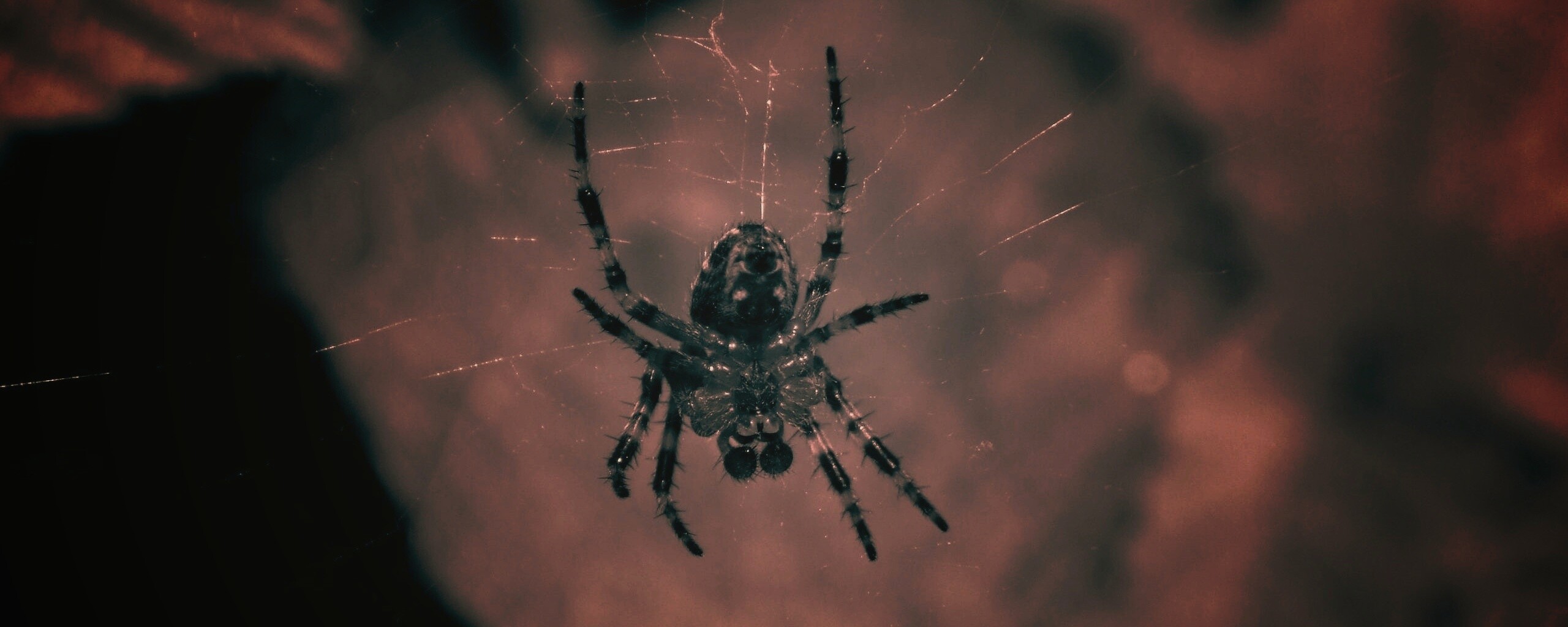 Паук на паутине обои