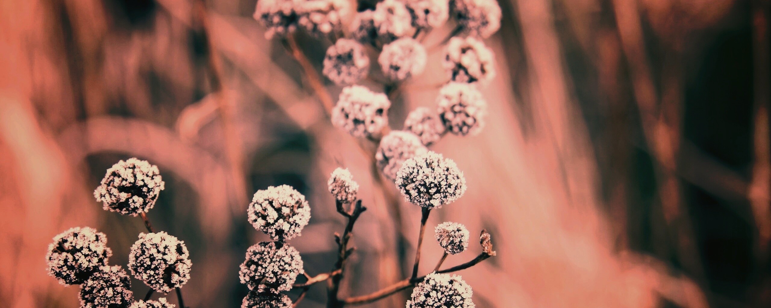 Ледяные цветы обои