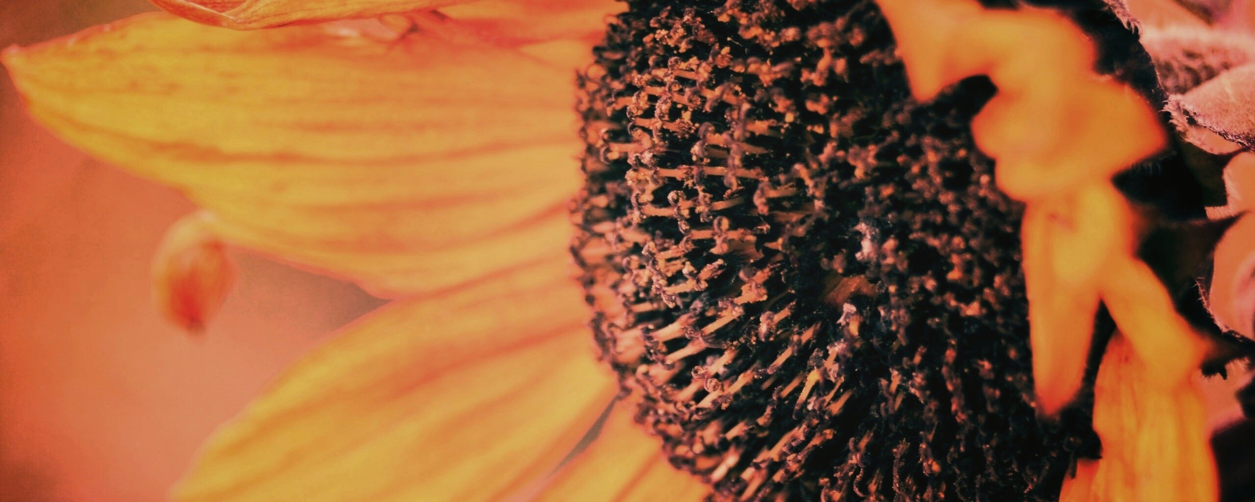 Подсолхну осенью обои