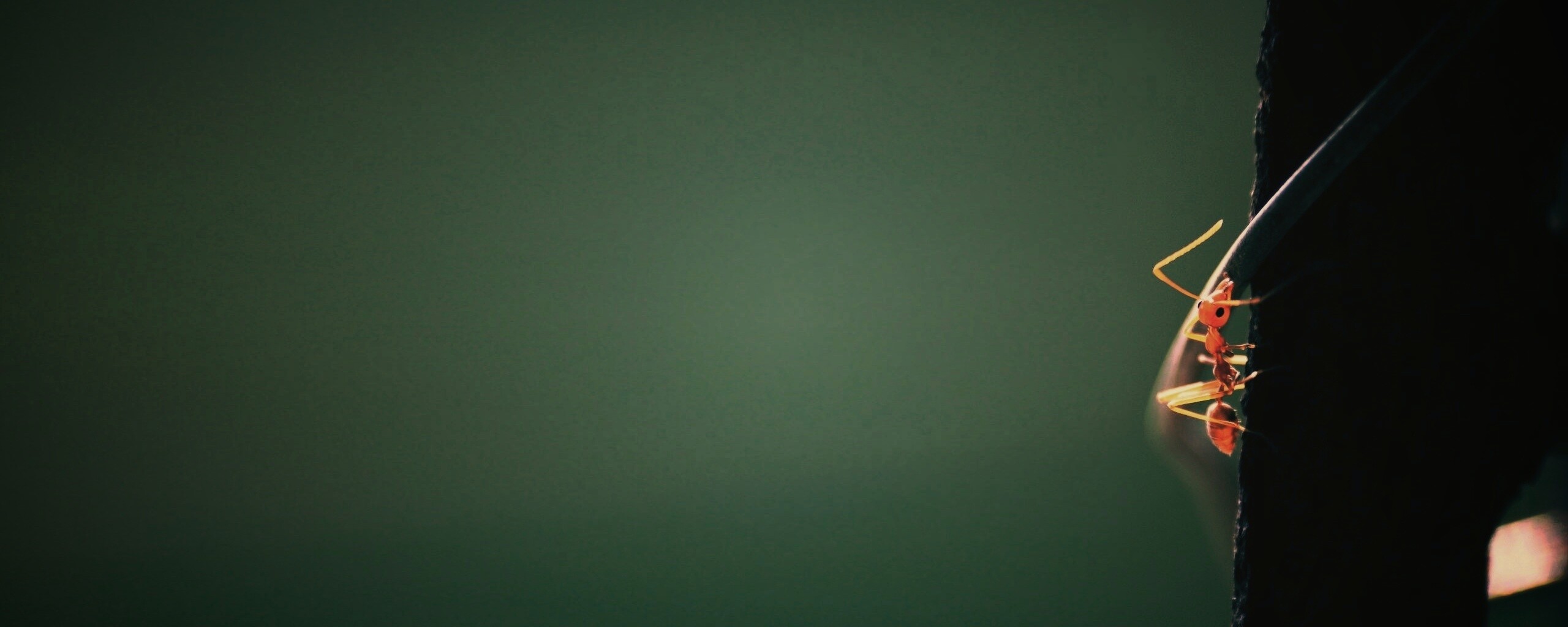 Муравей-пожарник обои