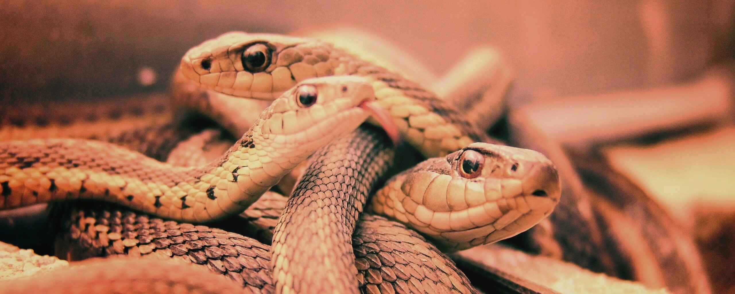 Клубок змей обои