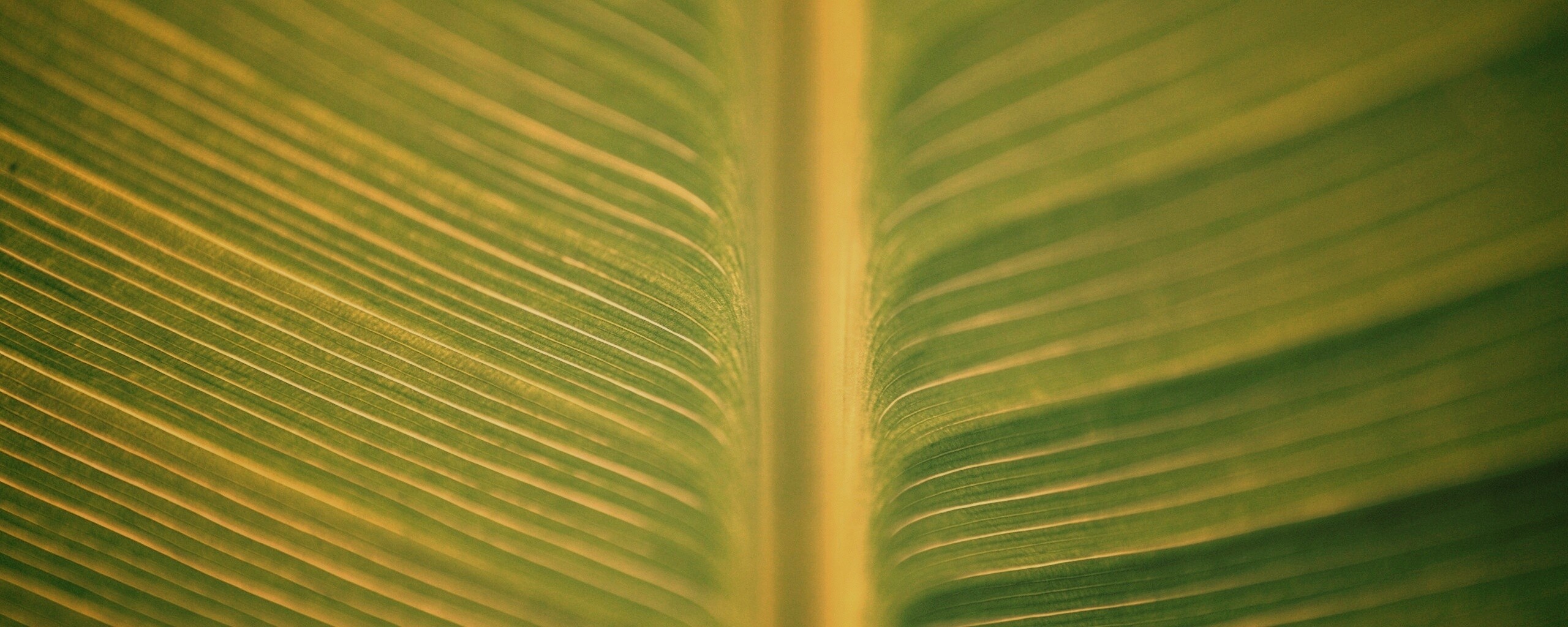 Макро фото листа обои