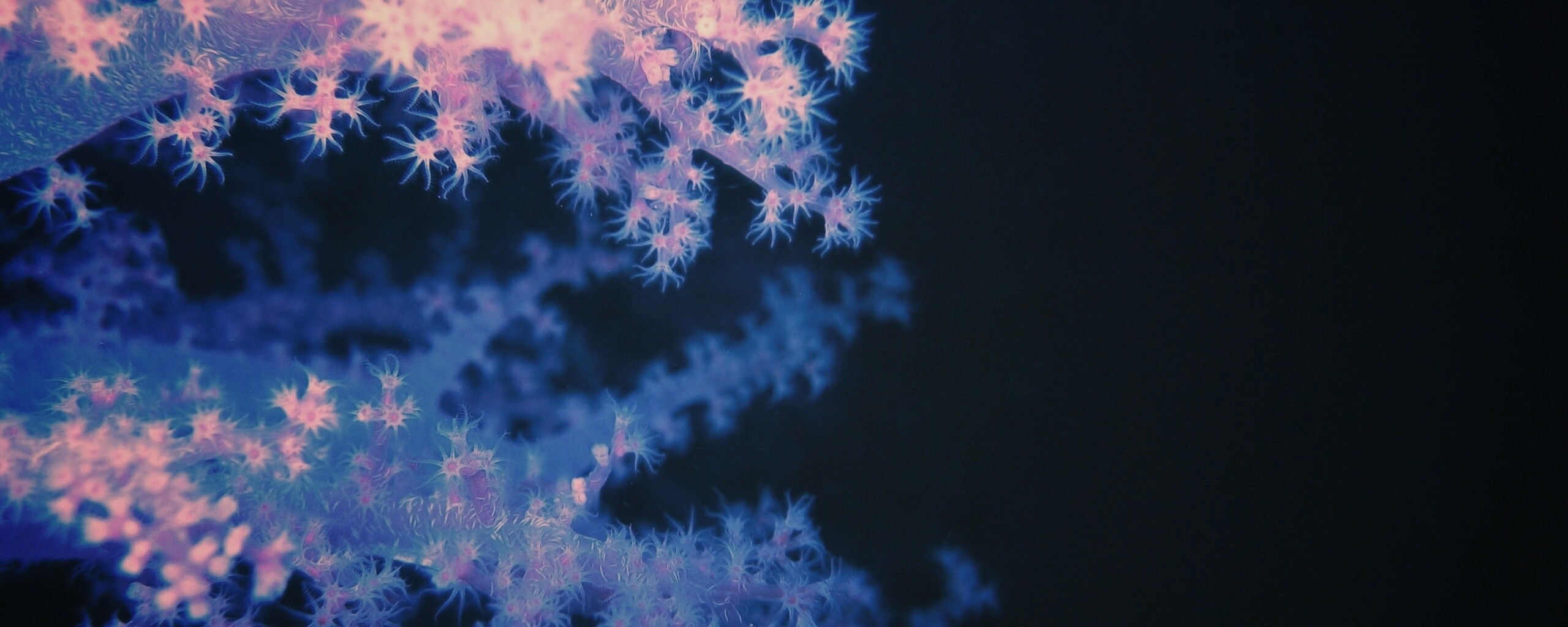 Кораллы обои