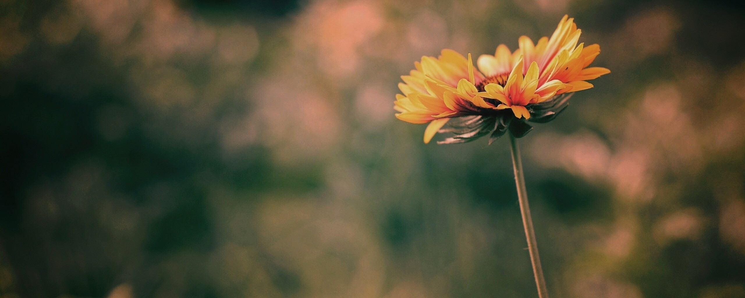 Одинокий подсолнух обои