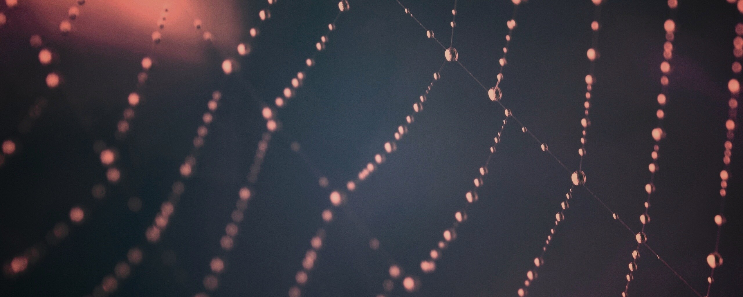 Паучья сеть обои