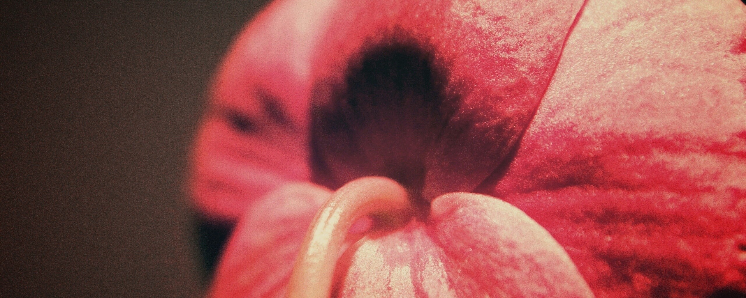 Розовый стебель обои