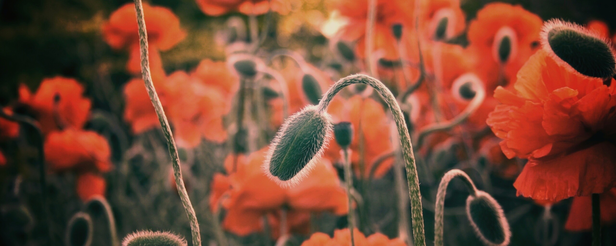 Бутон среди цветов обои