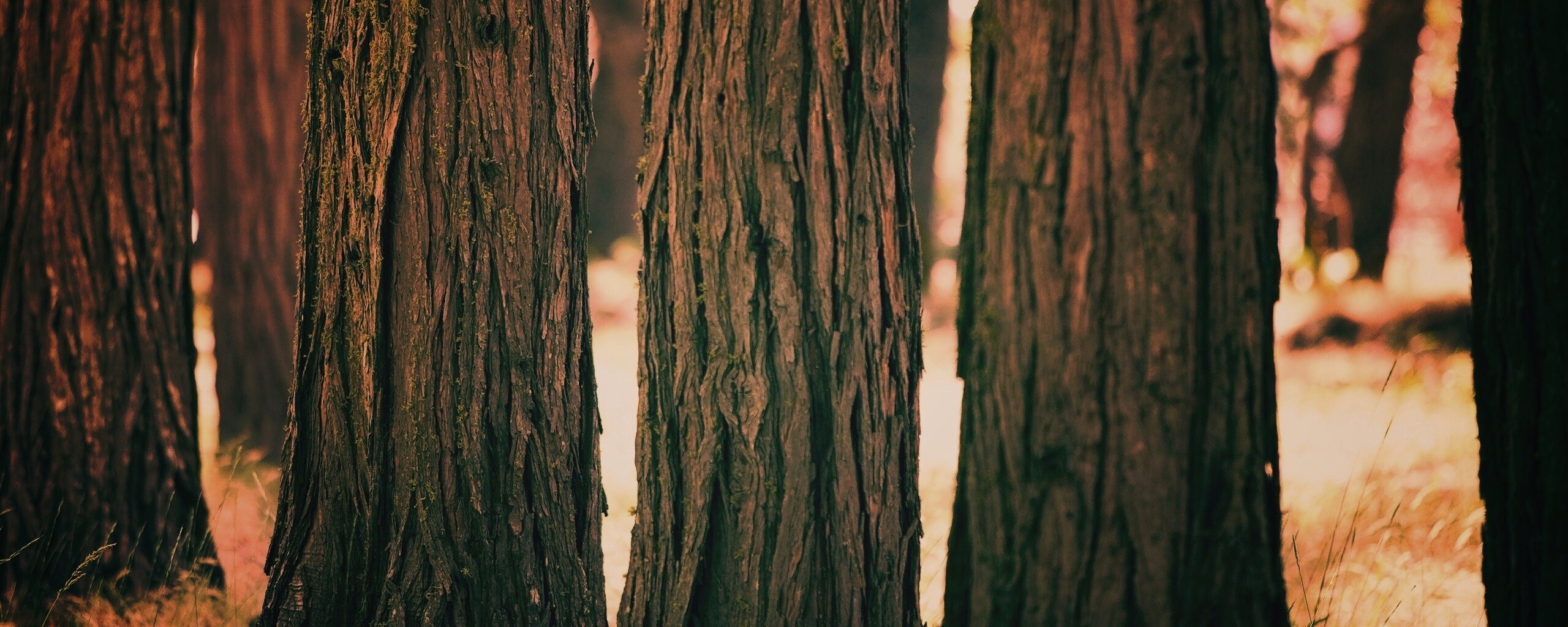 Стволы деревьев  обои