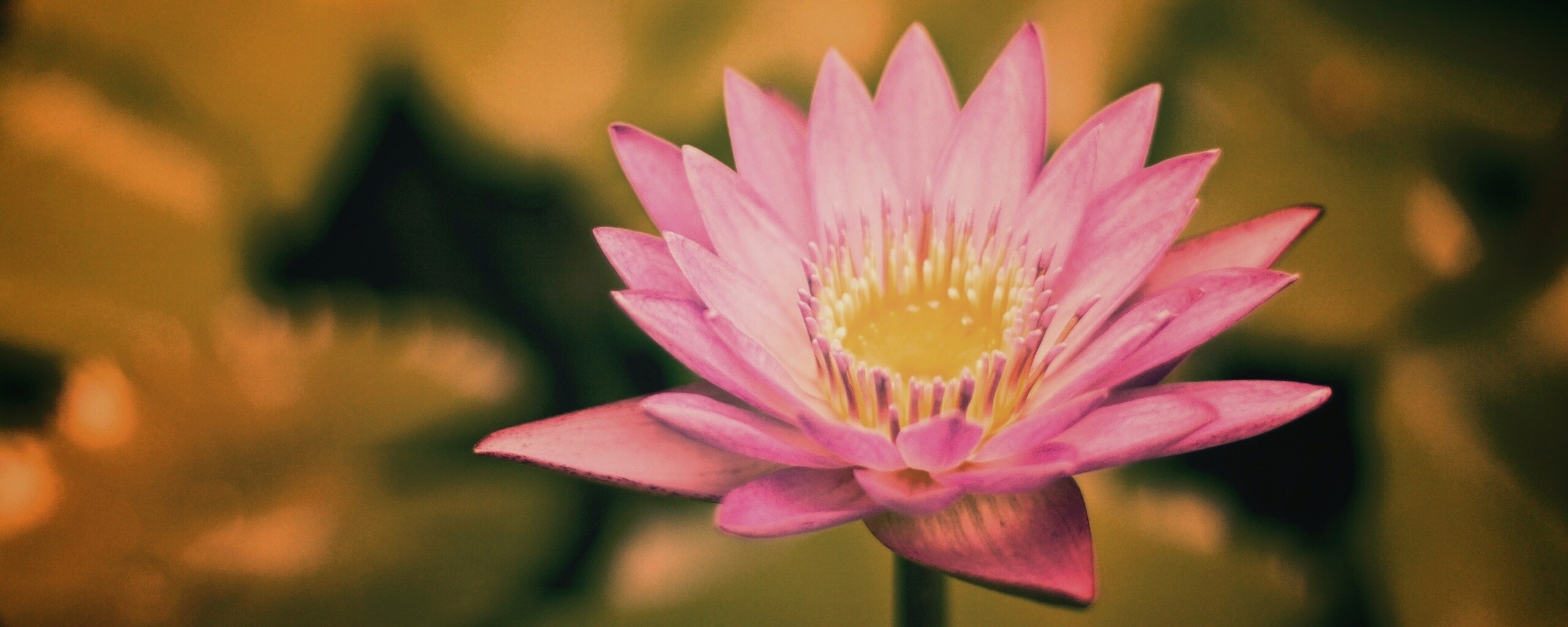 Фиолетовый цветок обои