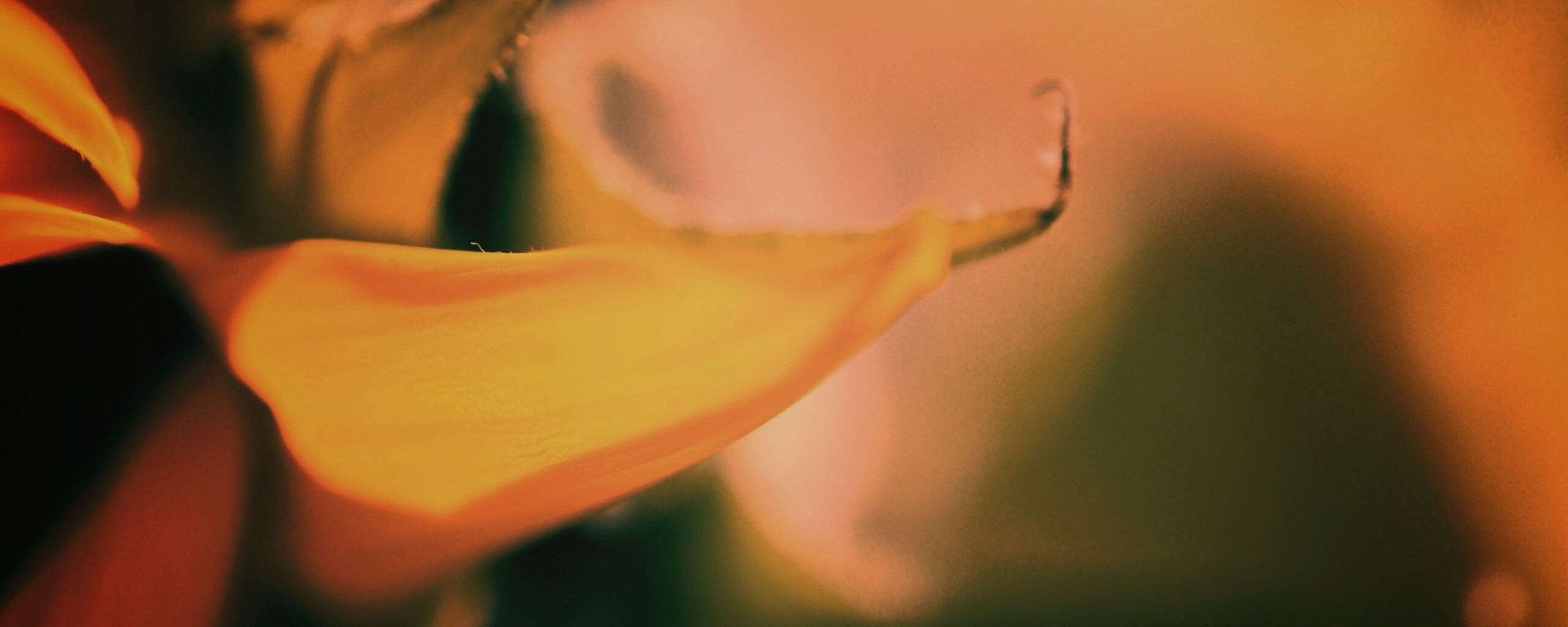 Солнечный цветок обои