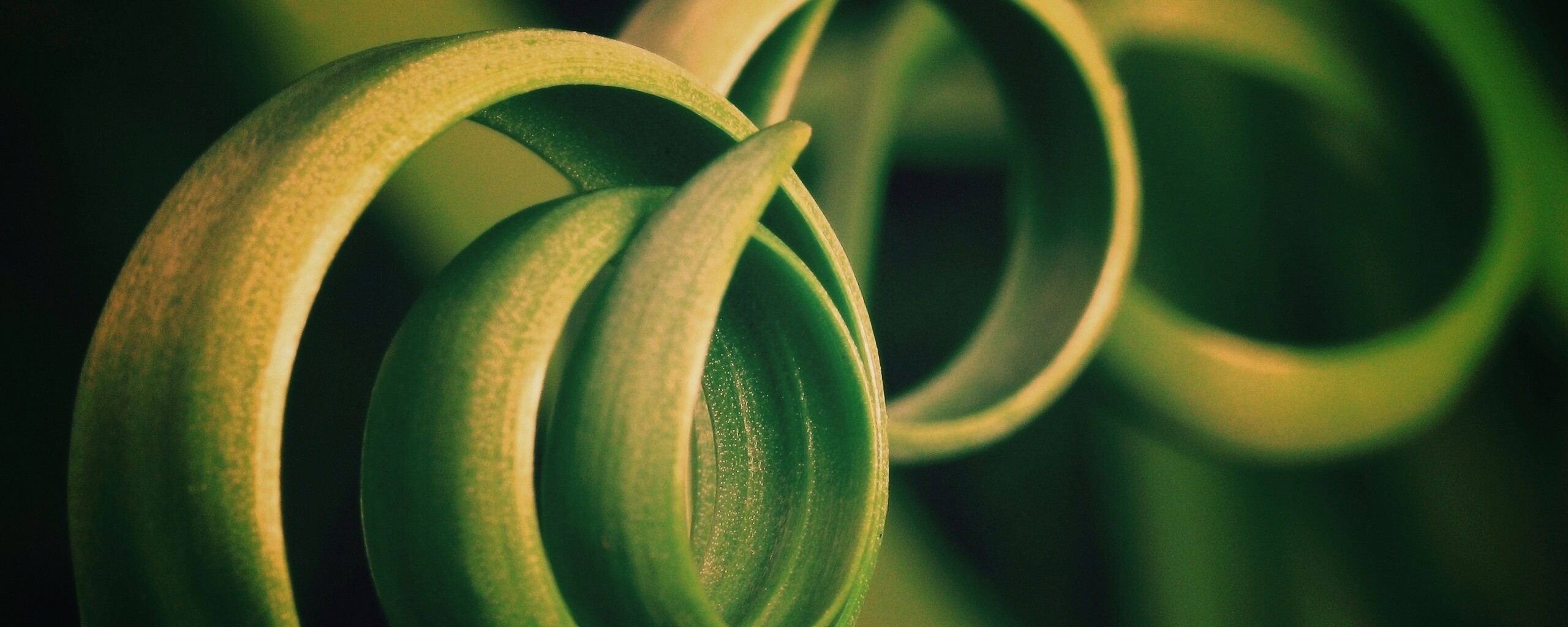 Зеленый обруч обои