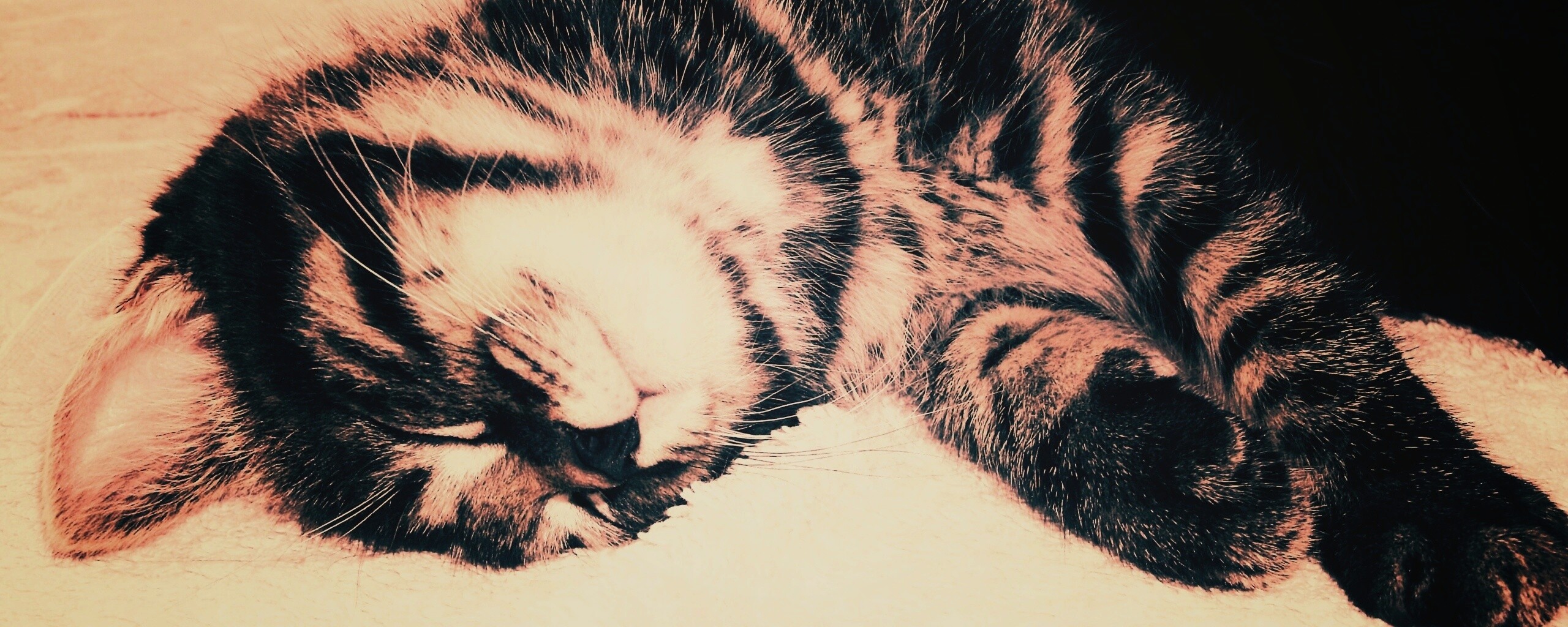 Довольный кот обои