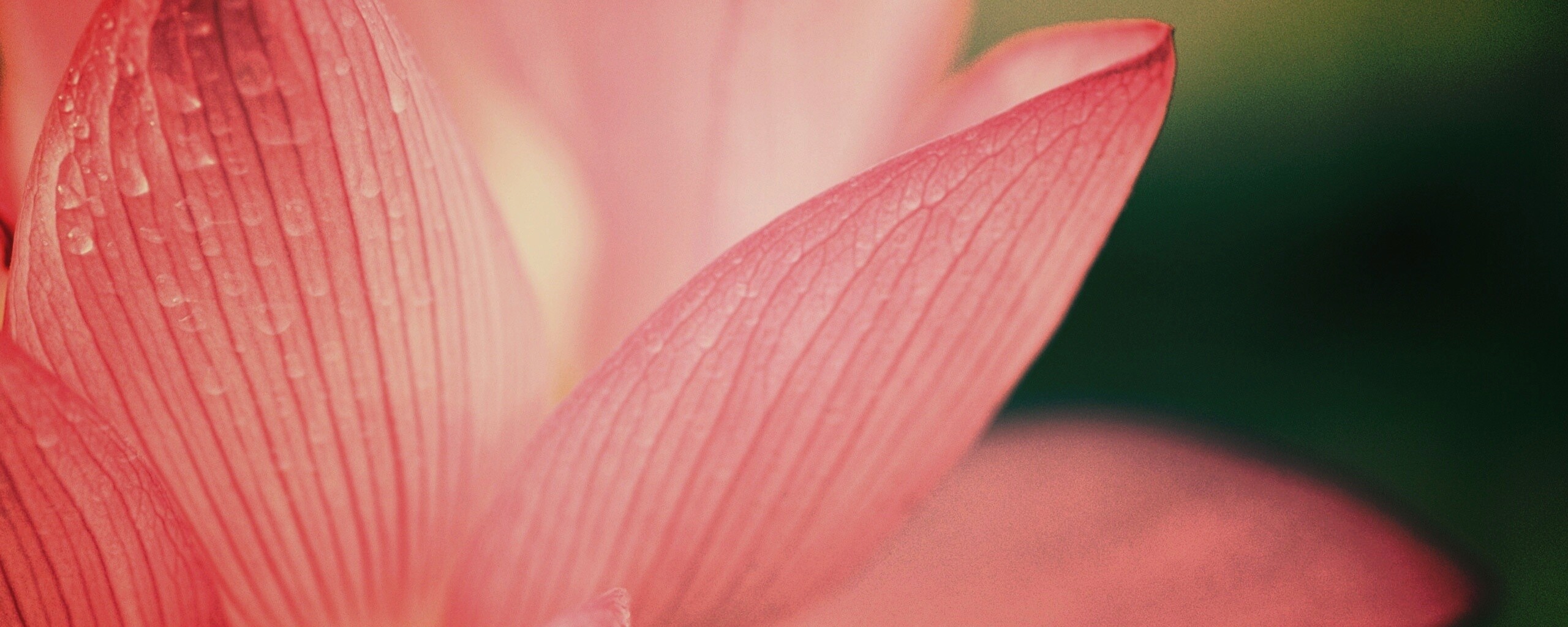 Лепестки цветов обои