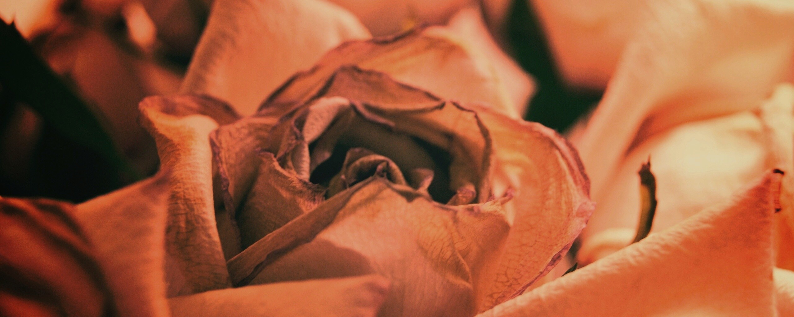 Увядающая роза обои