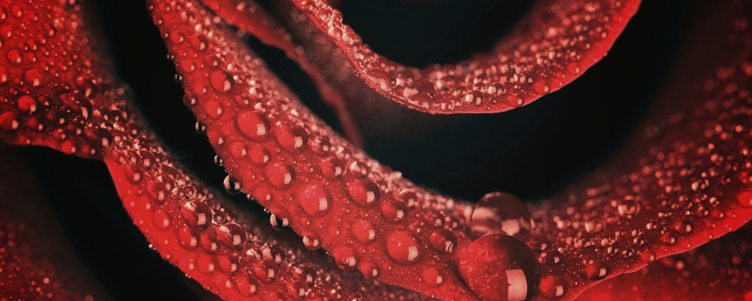 Роза в каплях обои