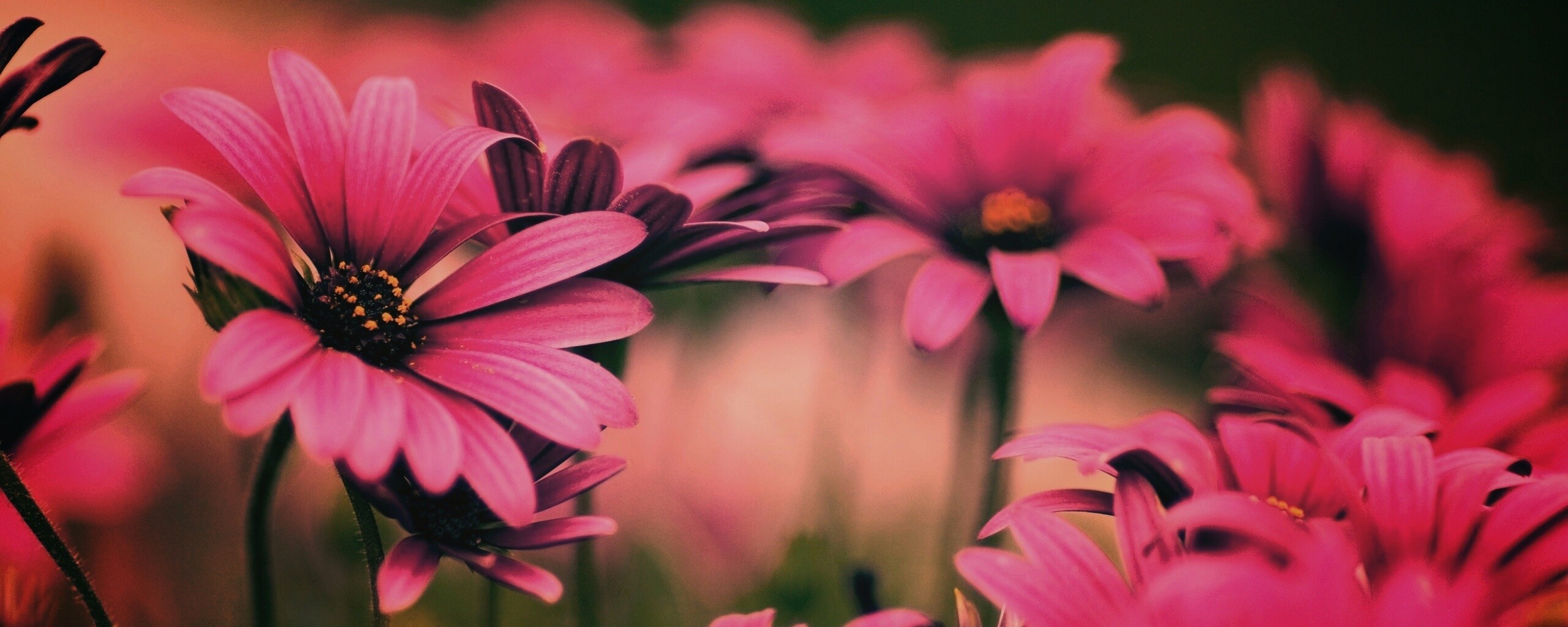 Яркие фиолетовые цветы обои