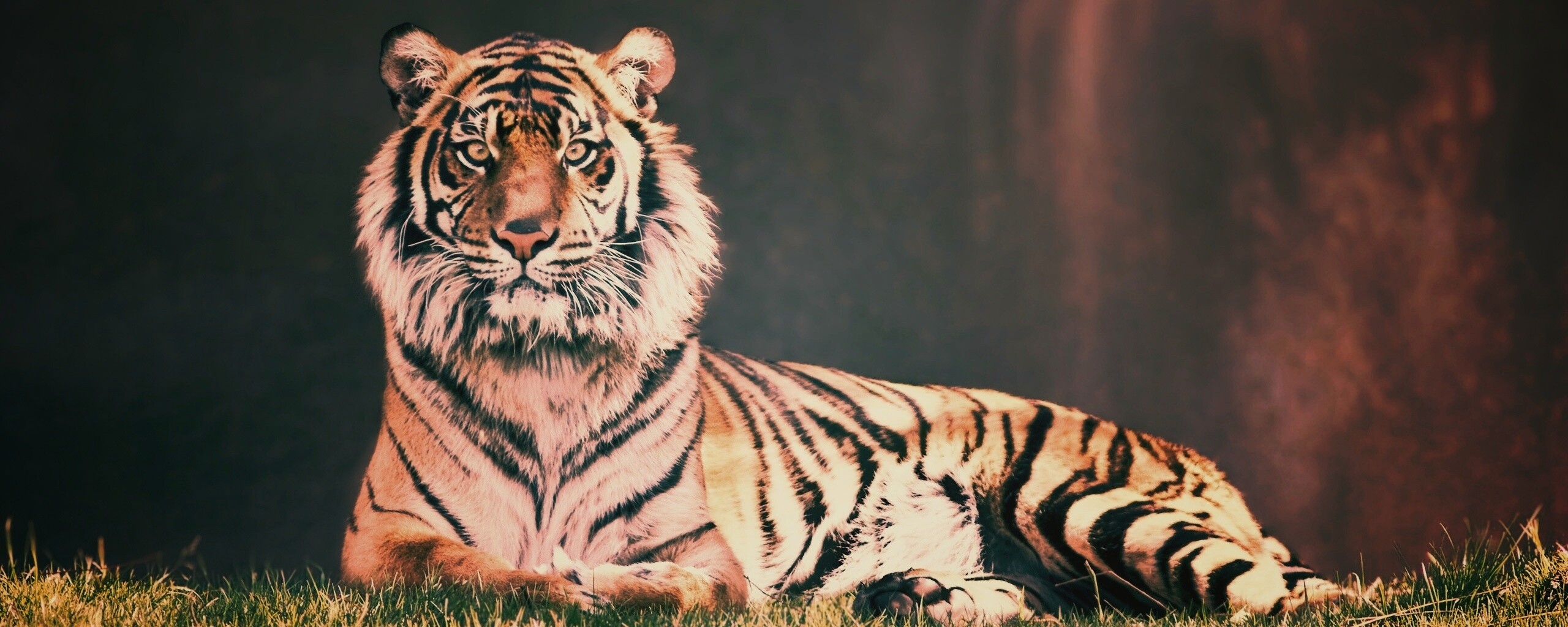 Величественный тигр обои