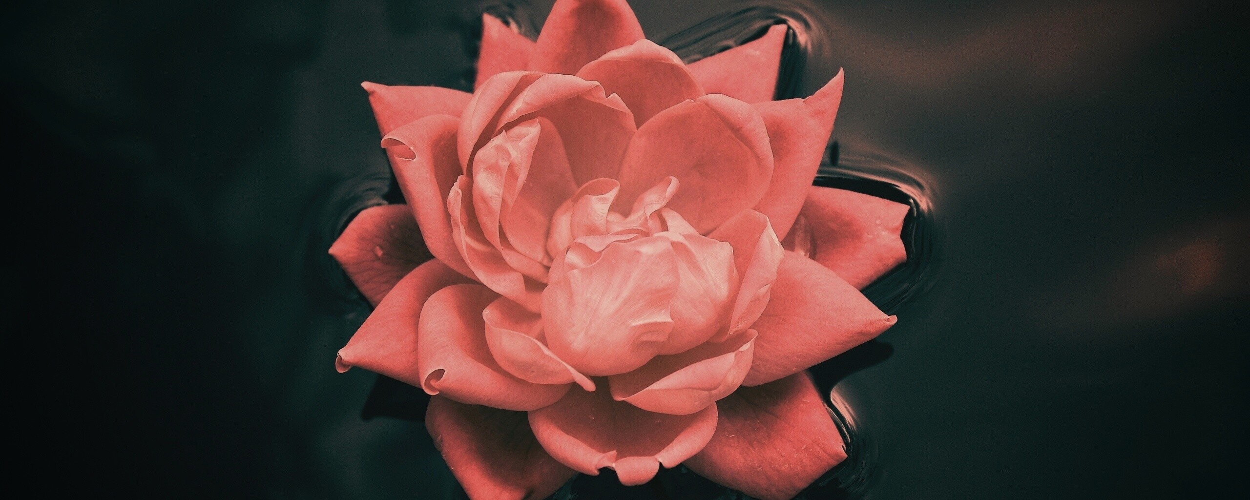 Красивый цветок на воде обои