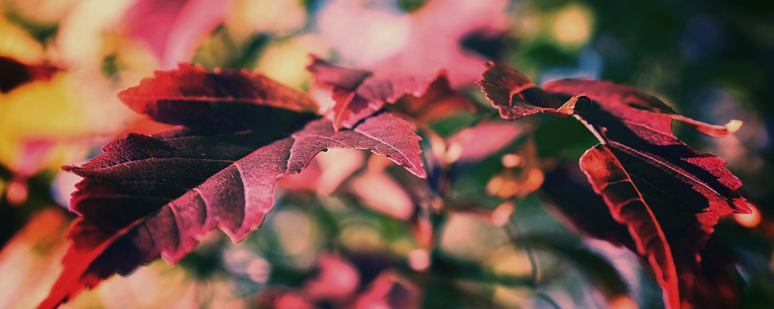 Красивые осенние листья в баговых цветах обои