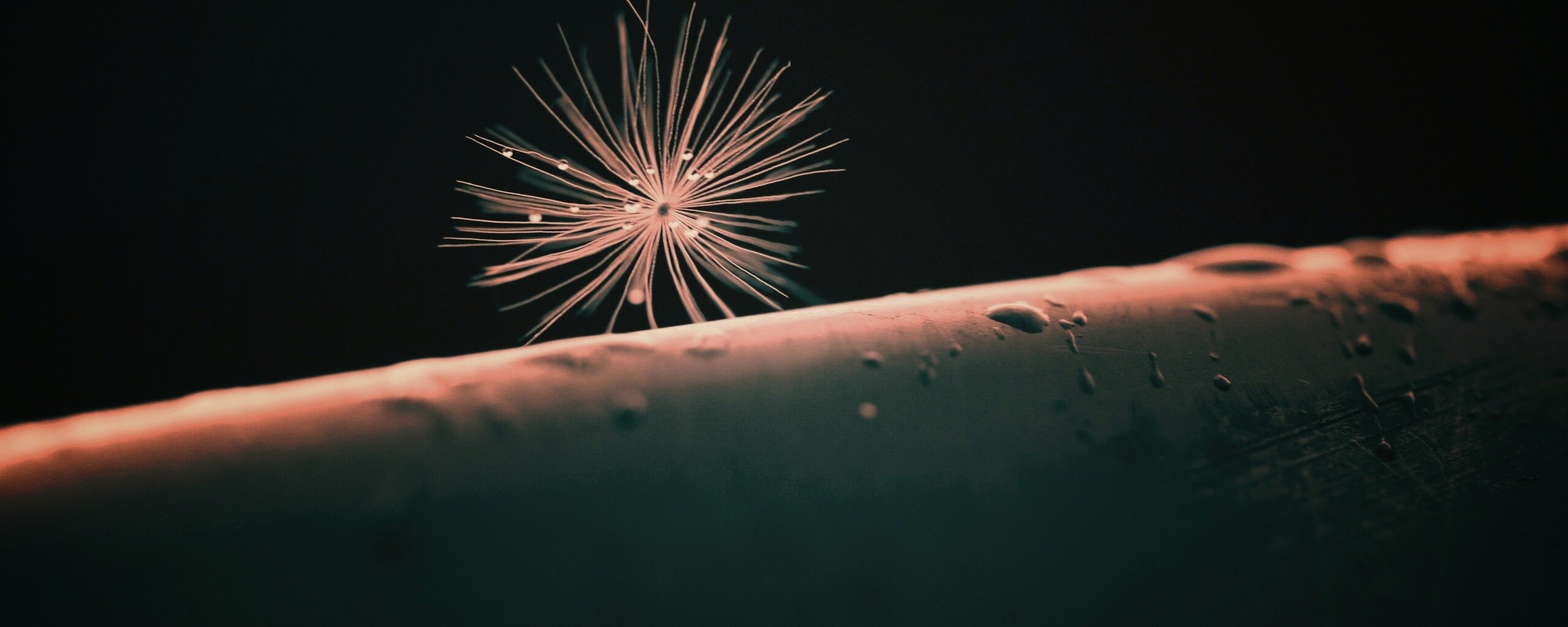 Прилипшая пушинка обои