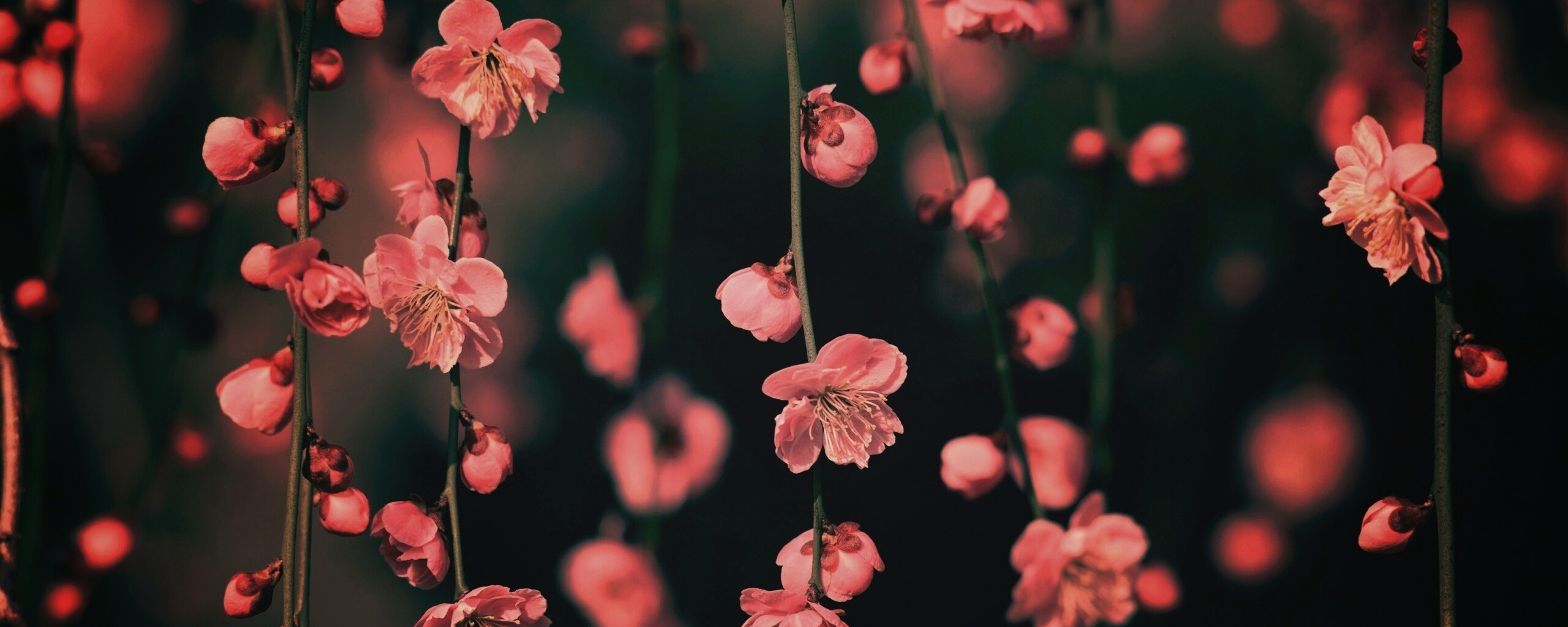 Веточки цветущего дерева обои