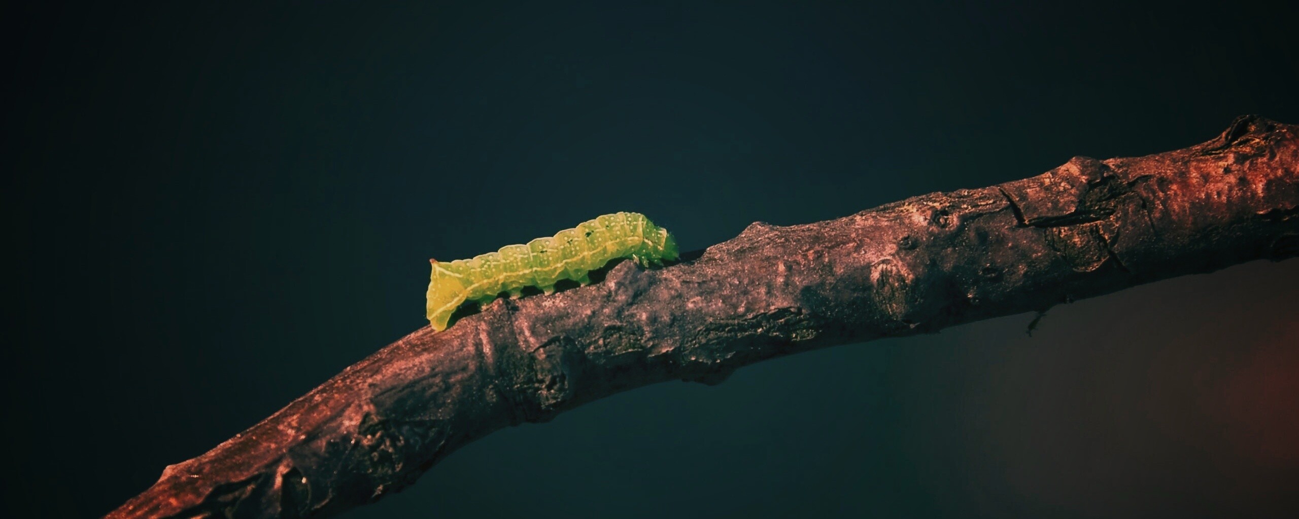 Гусеница на ветке обои