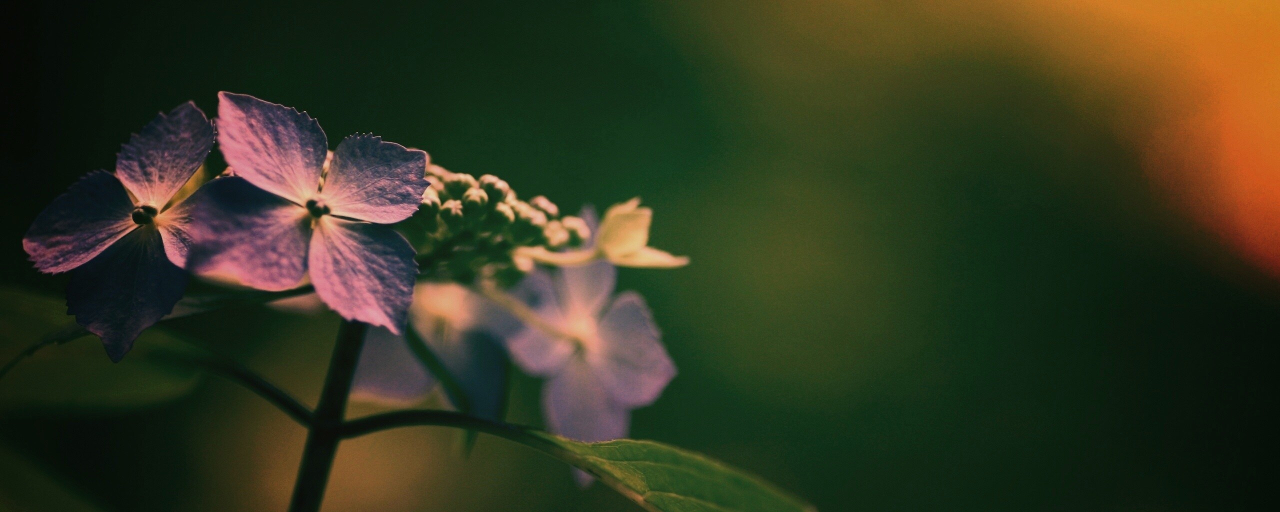 Нежно-синие цветы обои