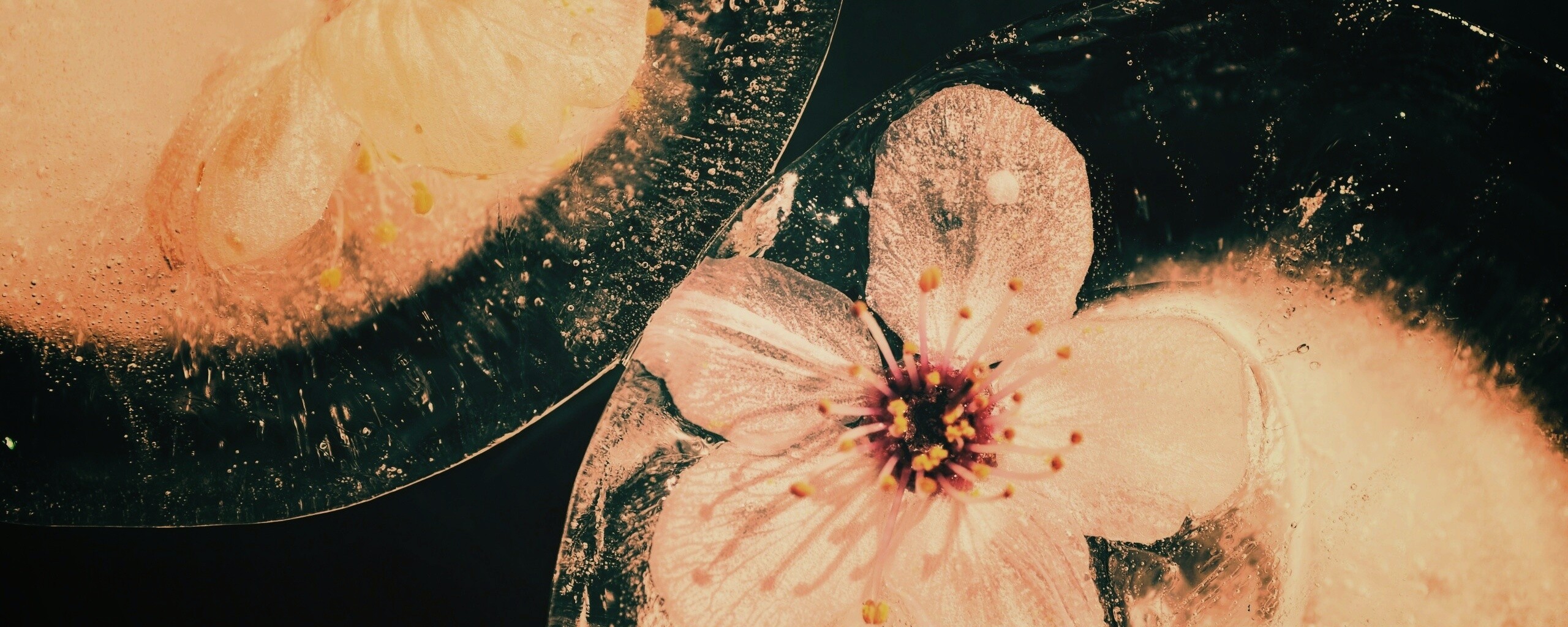 Цветы вишни во льду обои