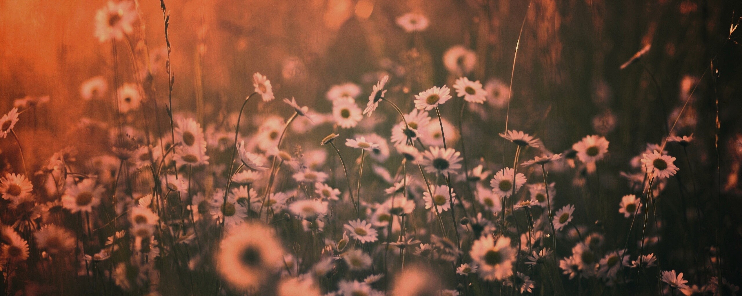 Поле ромашек обои