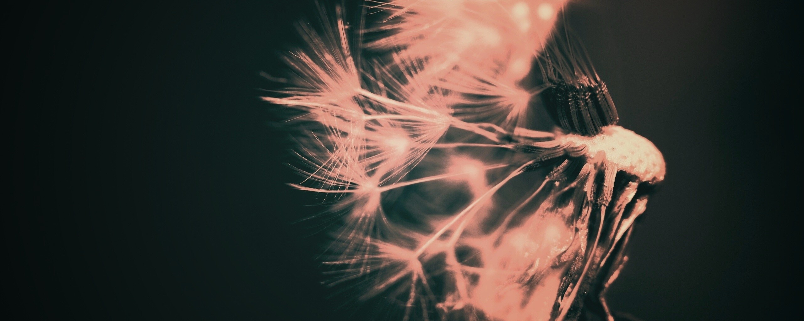 Сдутый одуванчик обои