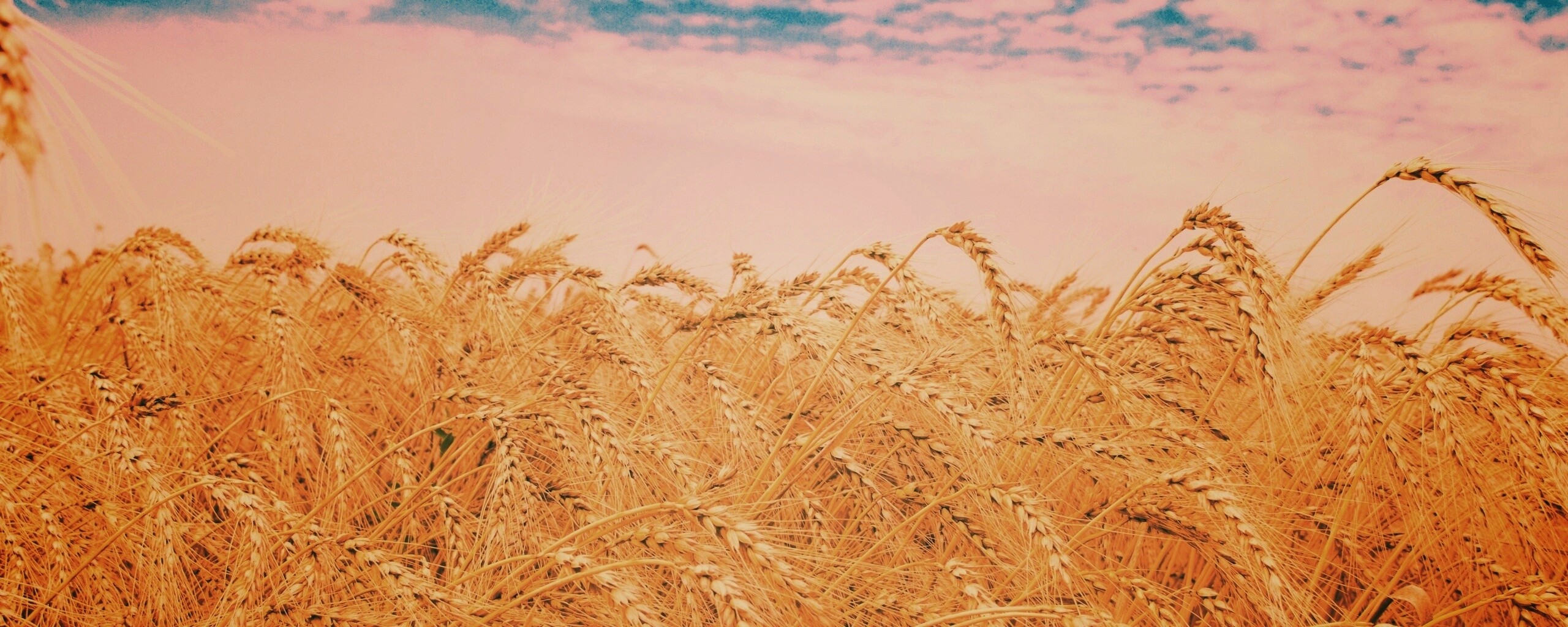 Колосья в поле обои