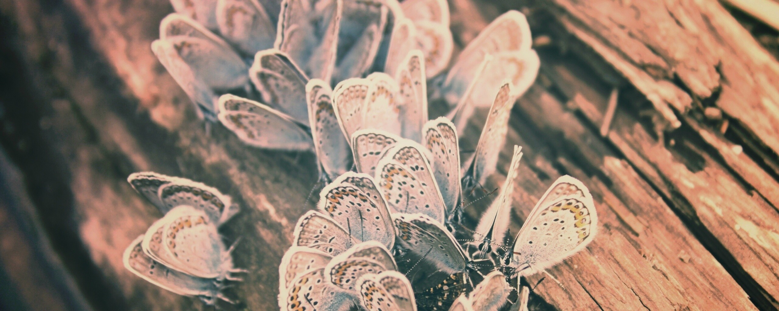 Голубые бабочки обои