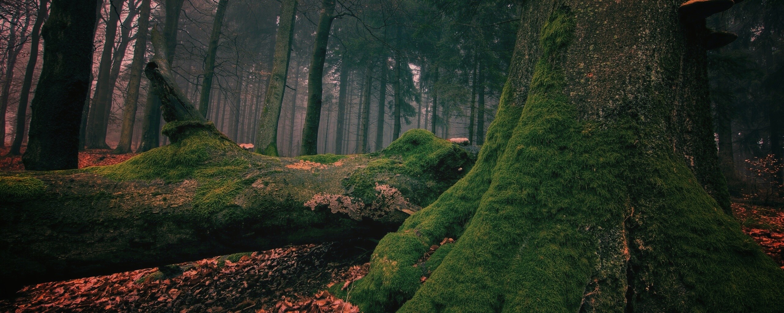 Дерево, поросшее мхом обои