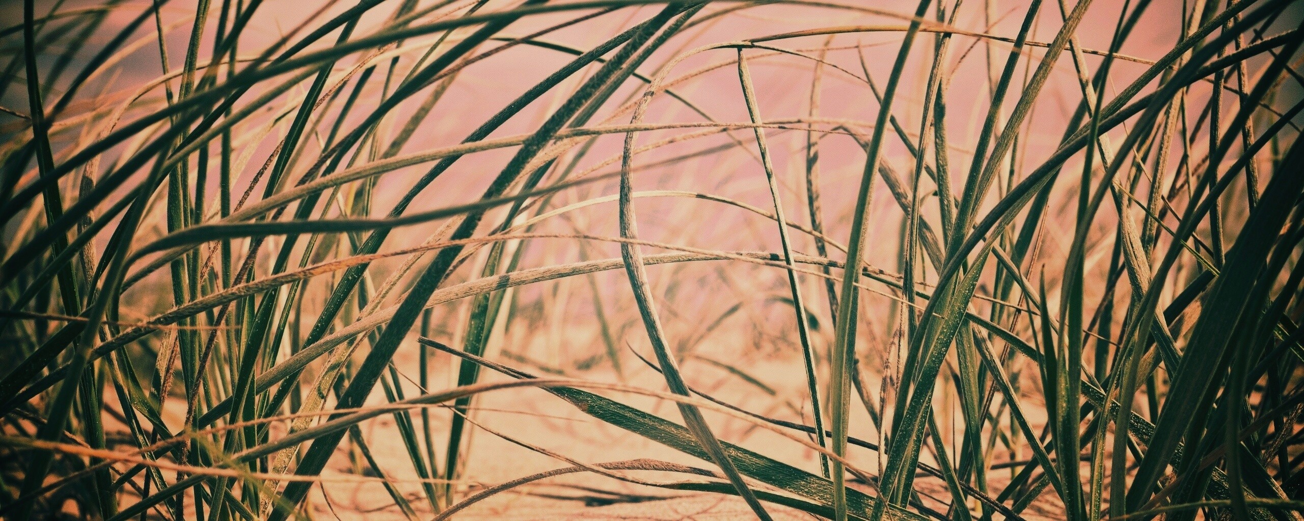 Трава на песке обои