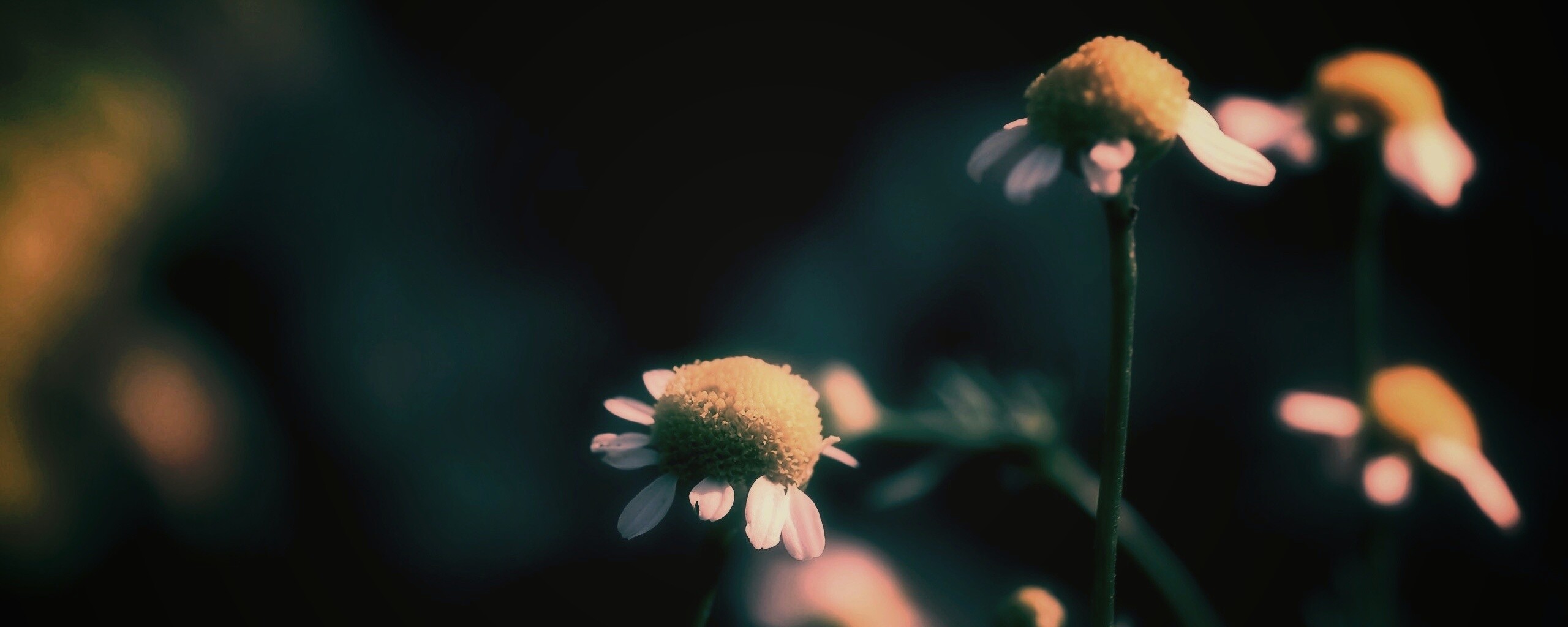 Стремный лепестун обои