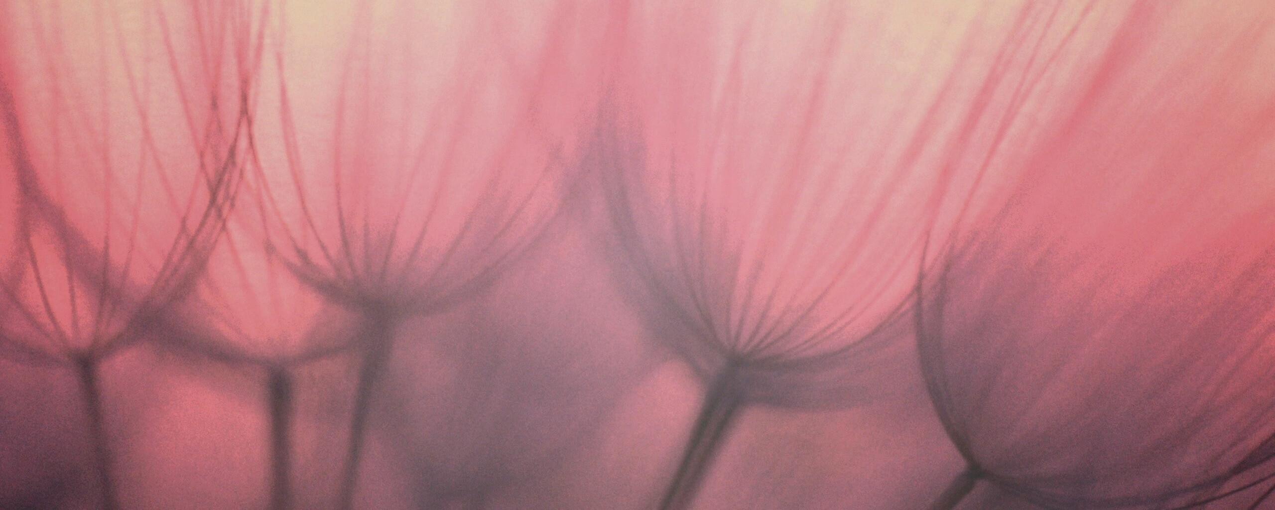 Рисунок одуванчика обои