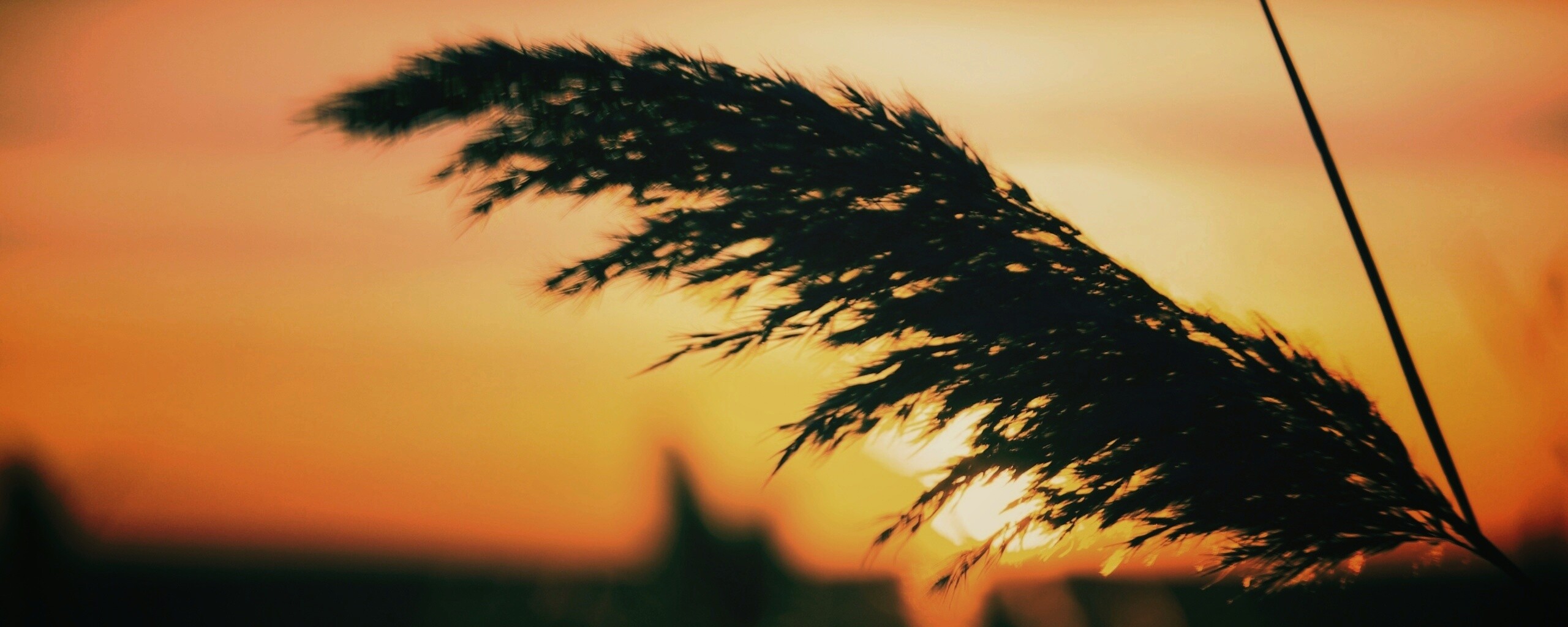 Камыш на закате обои