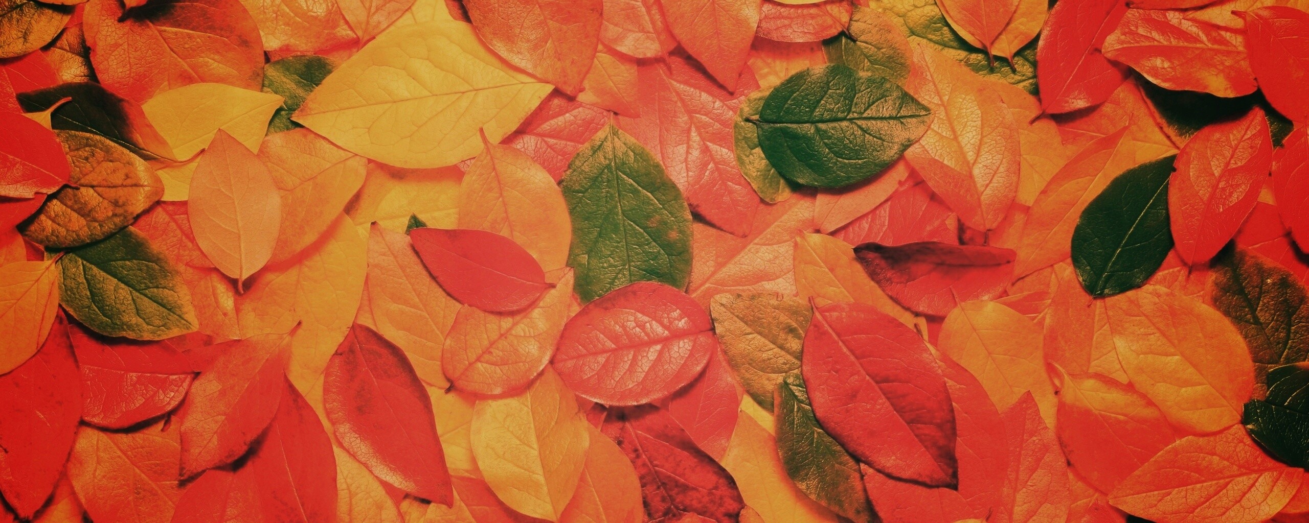 Цветной ковёр из листьев обои