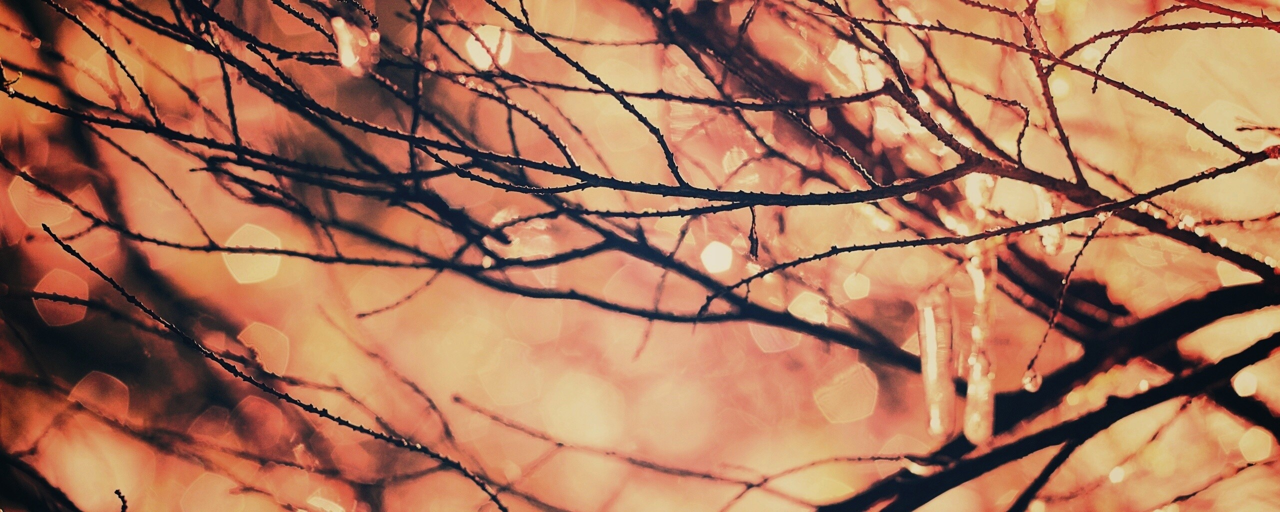 Мокрые ветви дерева обои