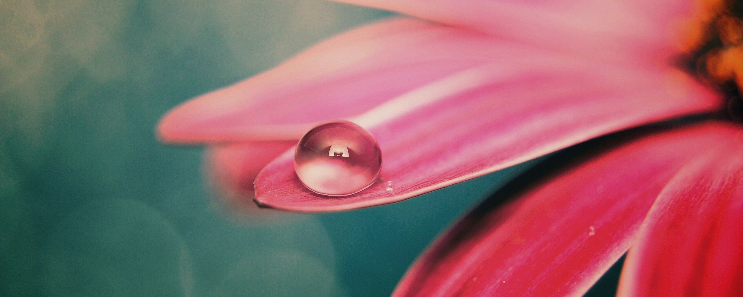 Капля на лепестке обои