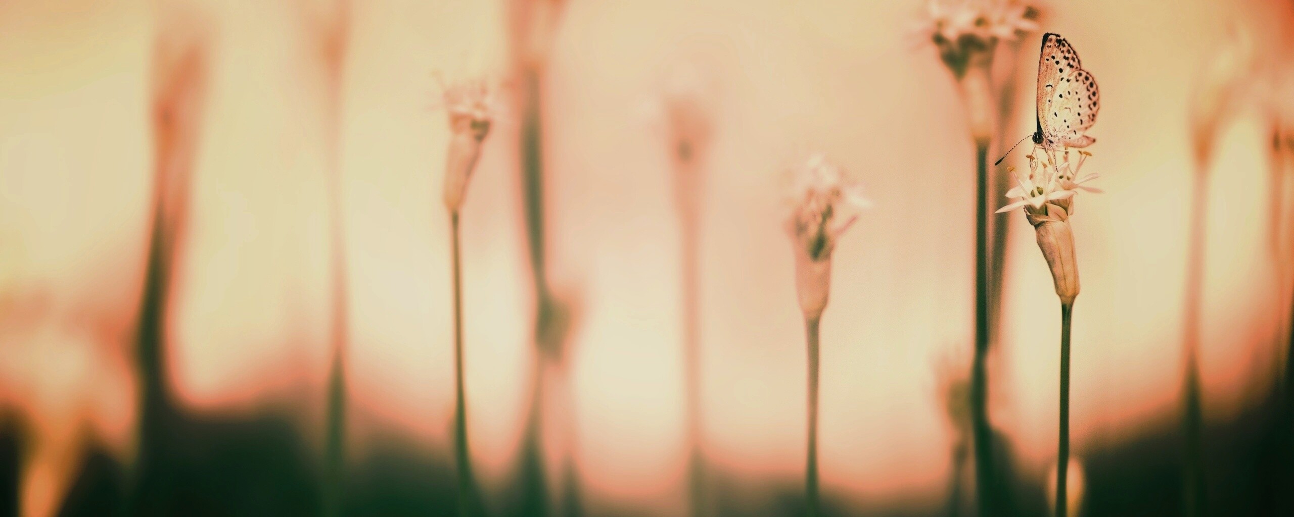 Бабочка на цветке обои