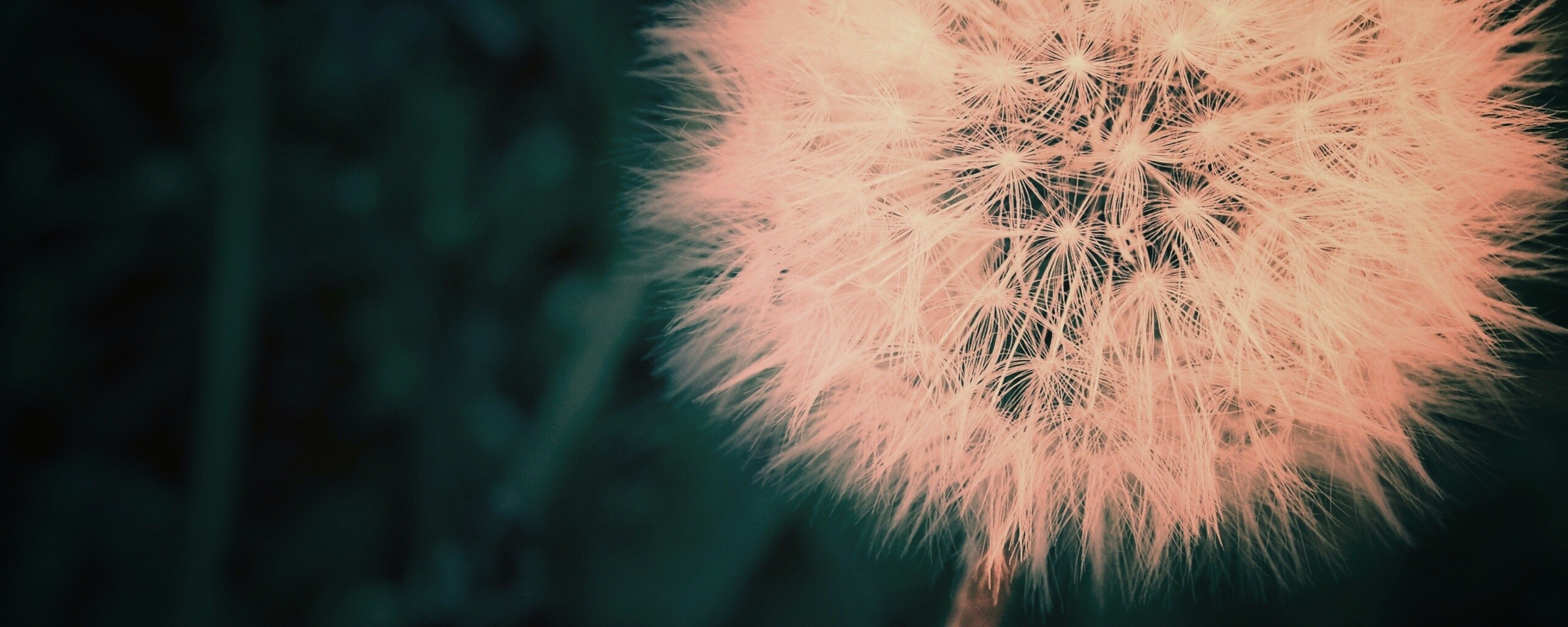 Одуванчик обои