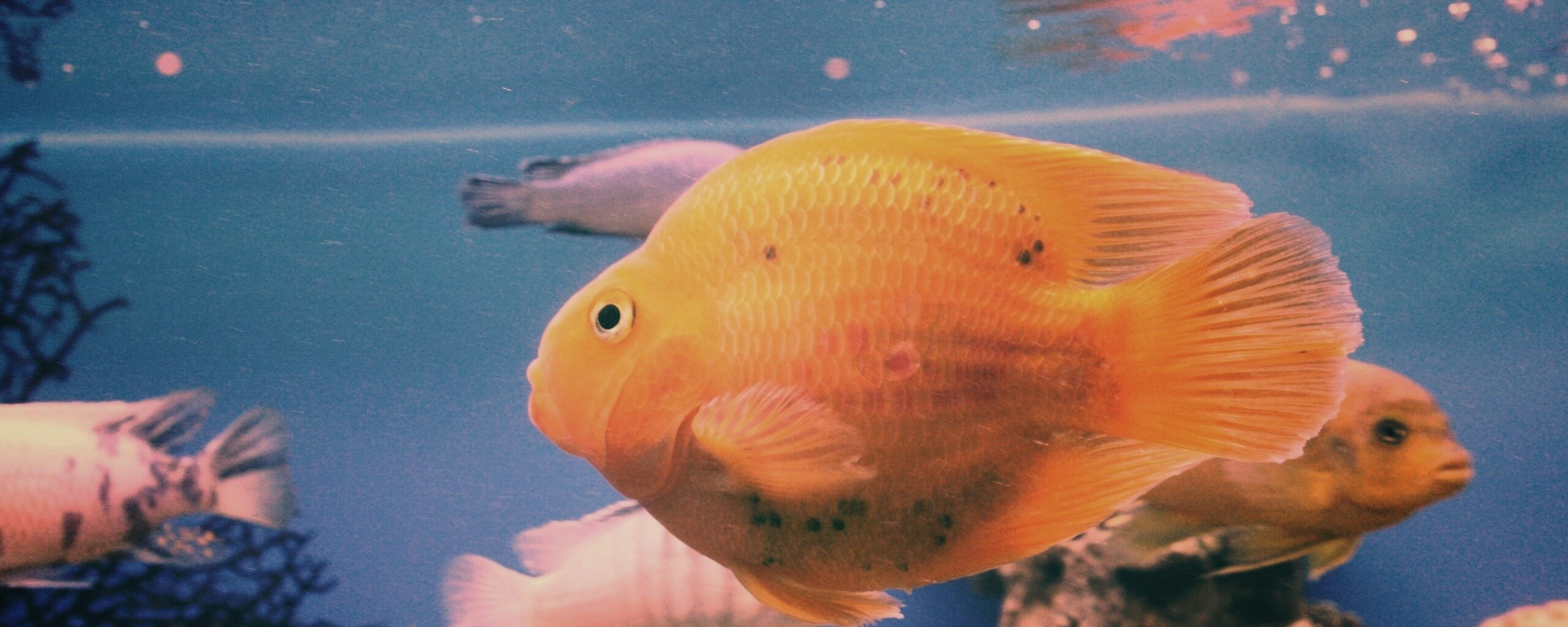 Жёлтая рыбка обои