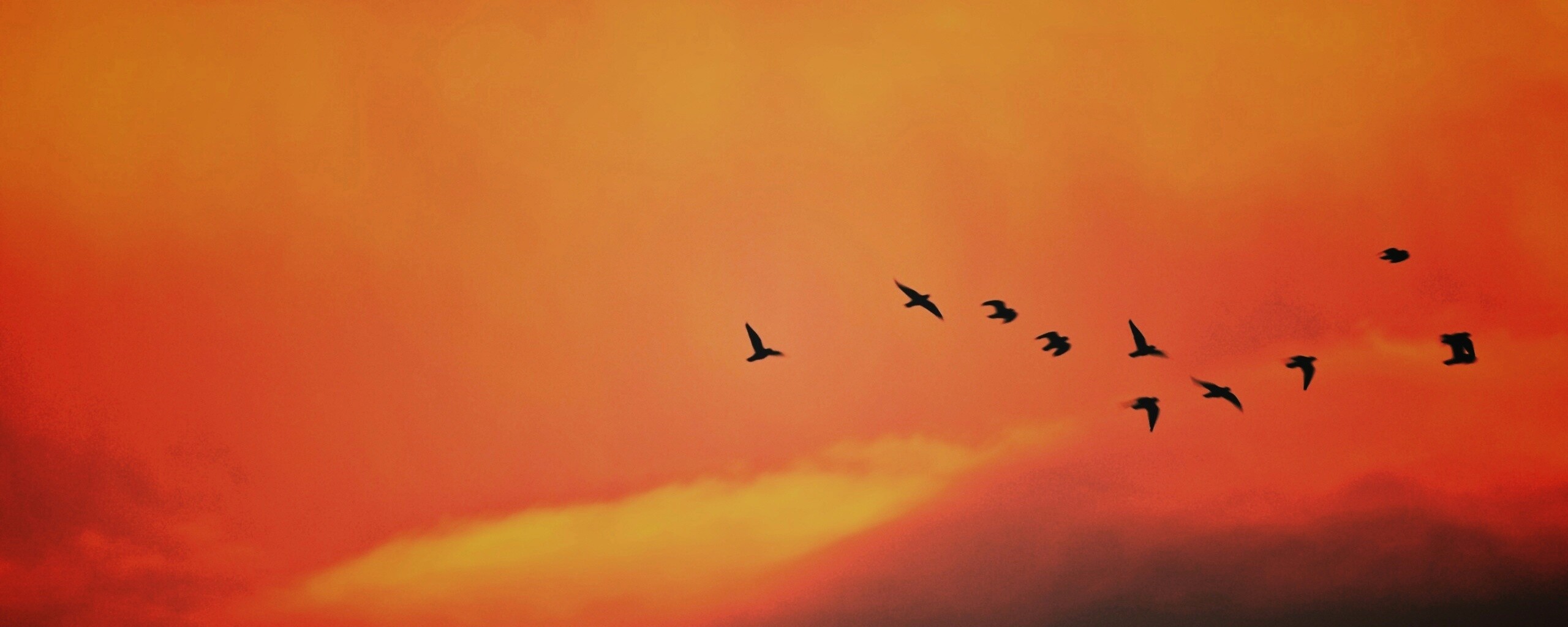 Птицы летят в закатном небе обои