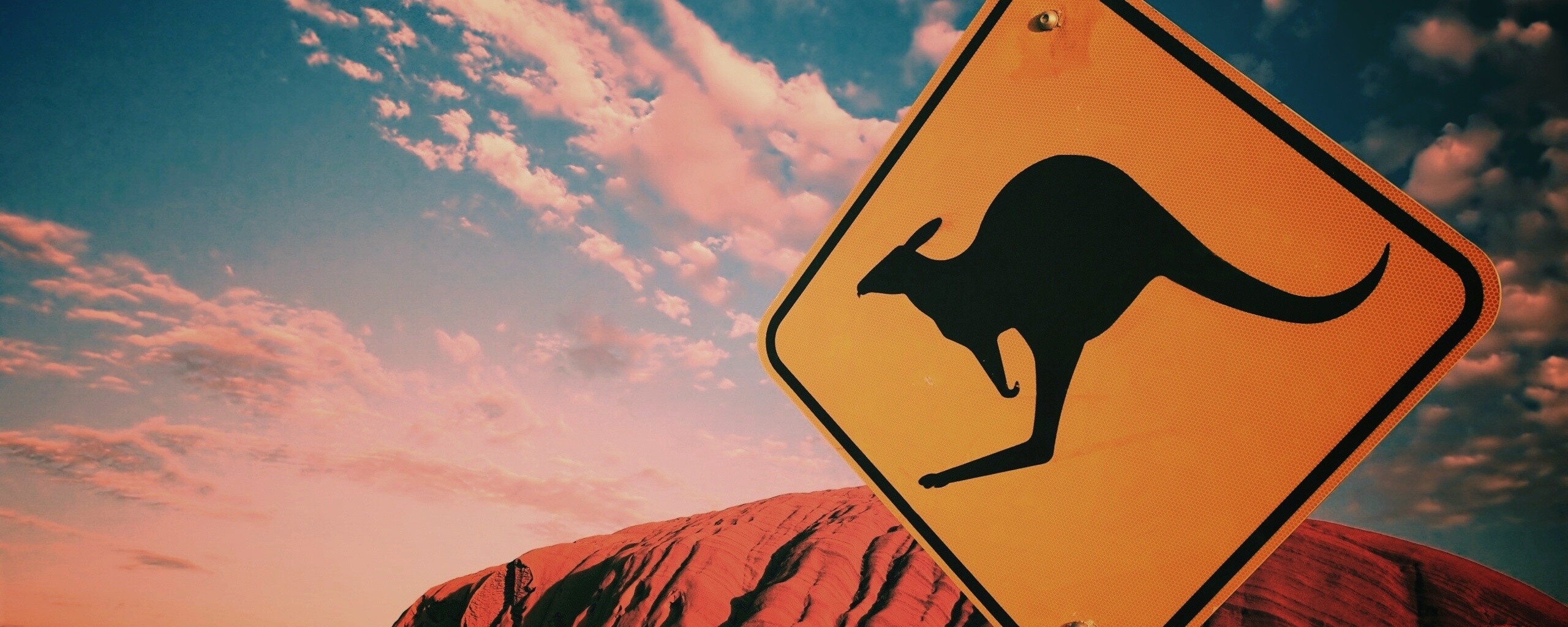 Осторожно, кенгуру! обои