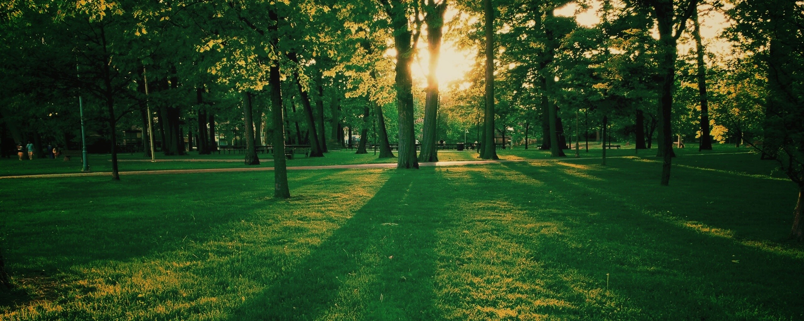 Лучи солнца сквозь листву деревьев обои