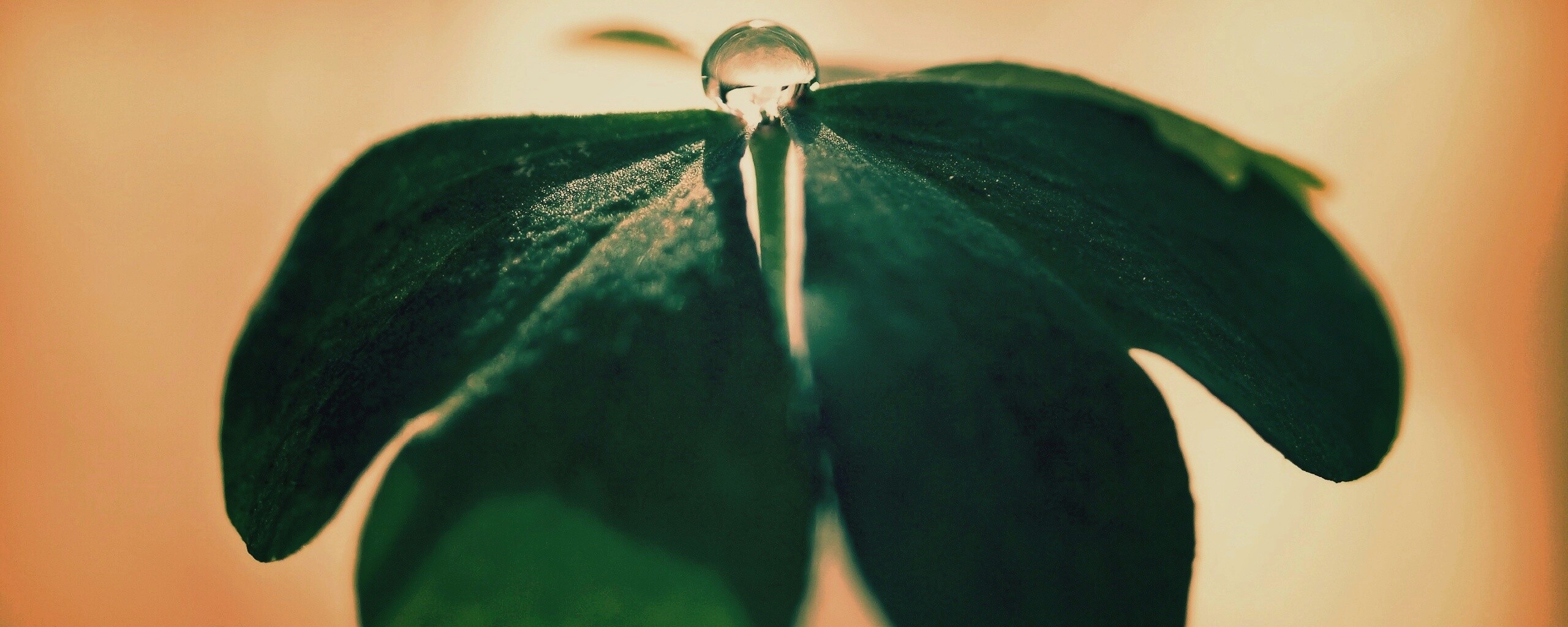 Зеленые листики и капелька воды обои