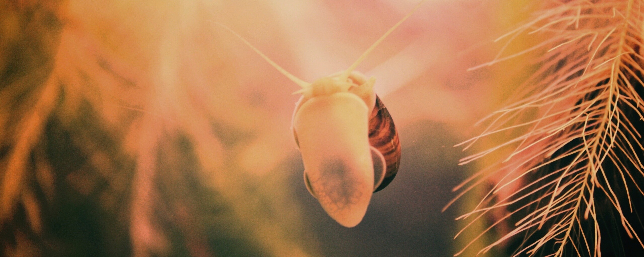 Летящее насекомое обои