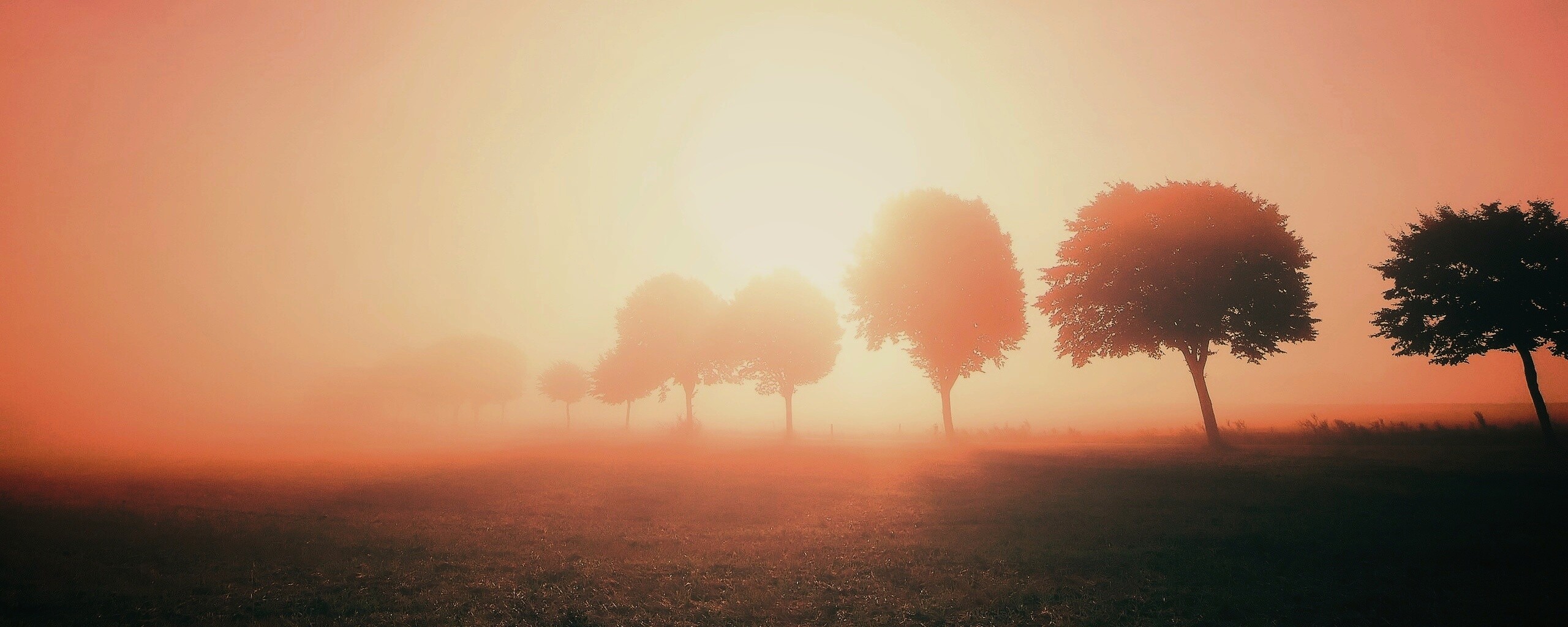 Деревья в поле обои