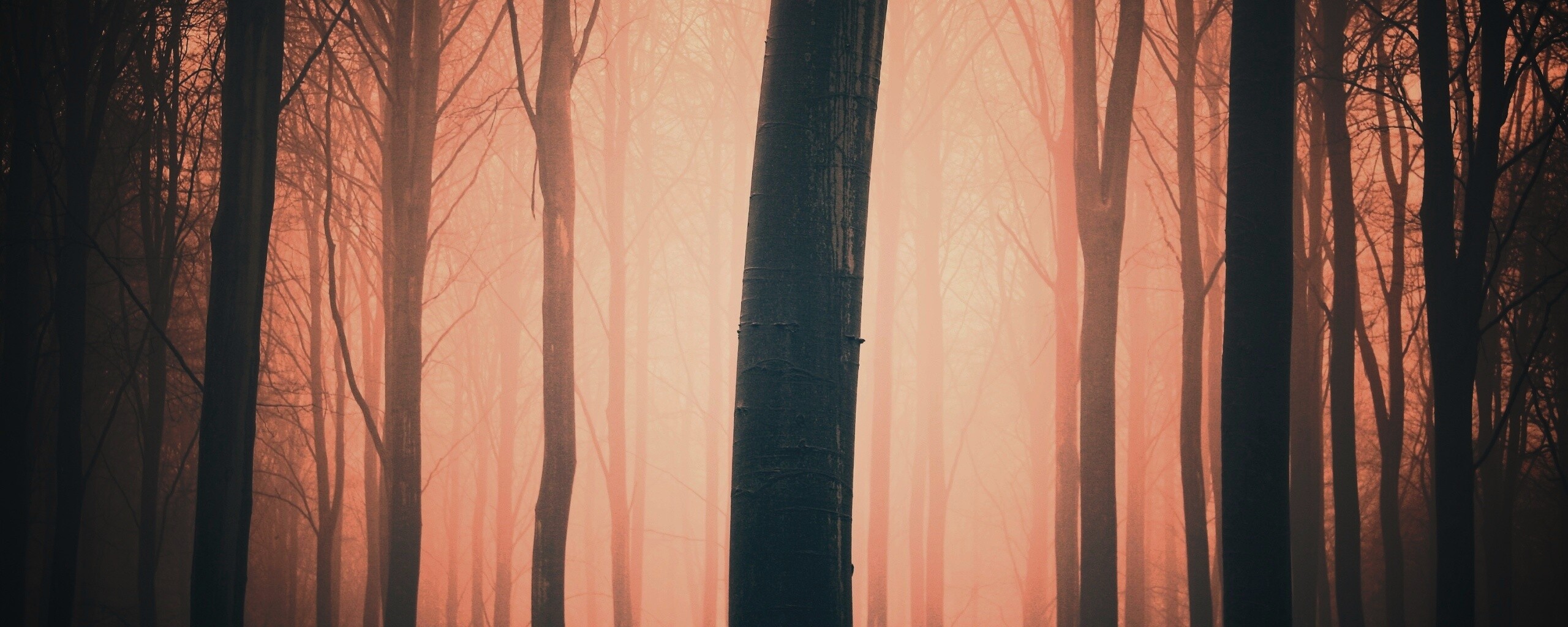 Туман в лесу обои